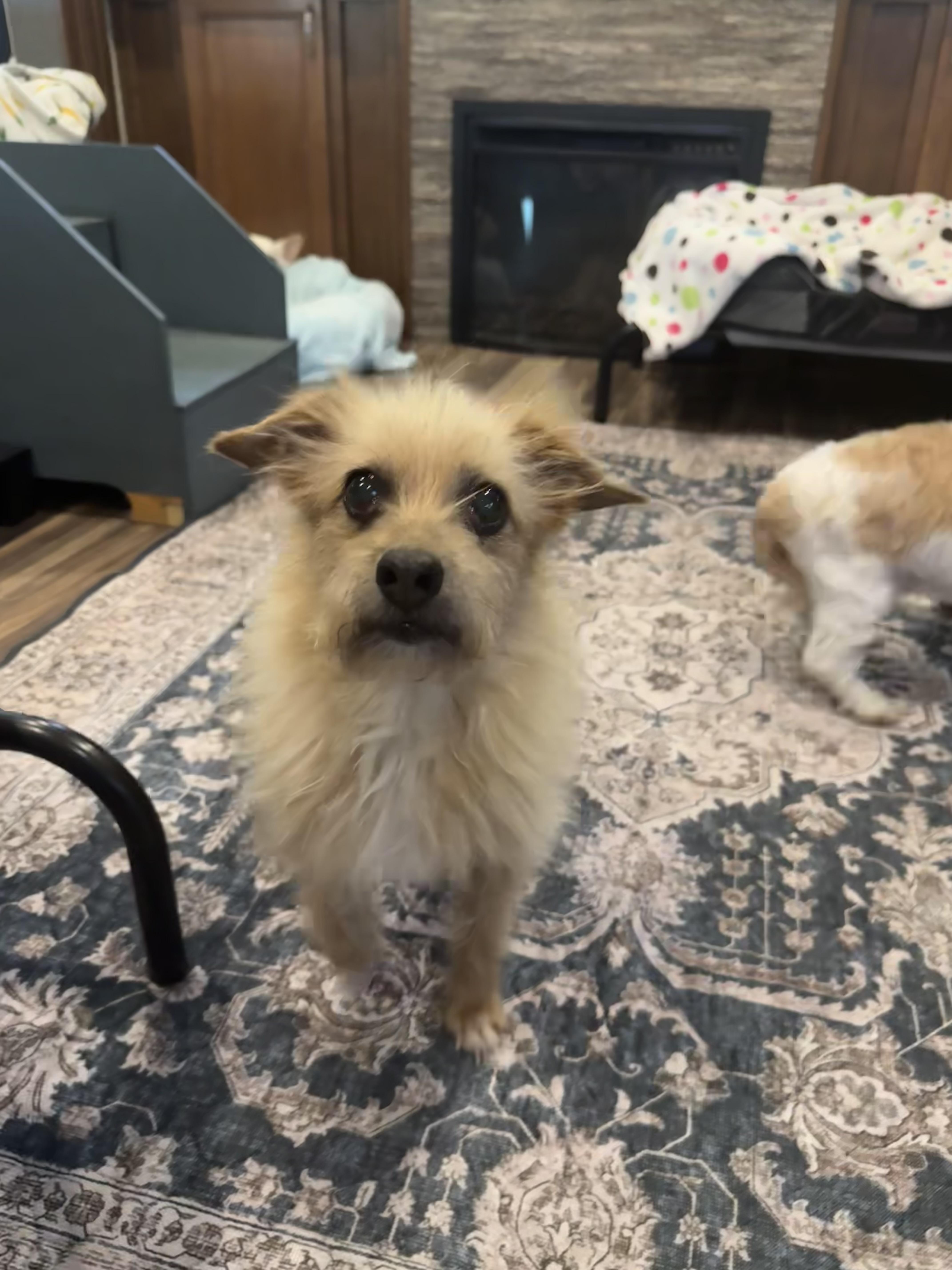 Enlarge Beauty, a ADOPTABLE mixed breed in Baton Rouge, LA image 4/4