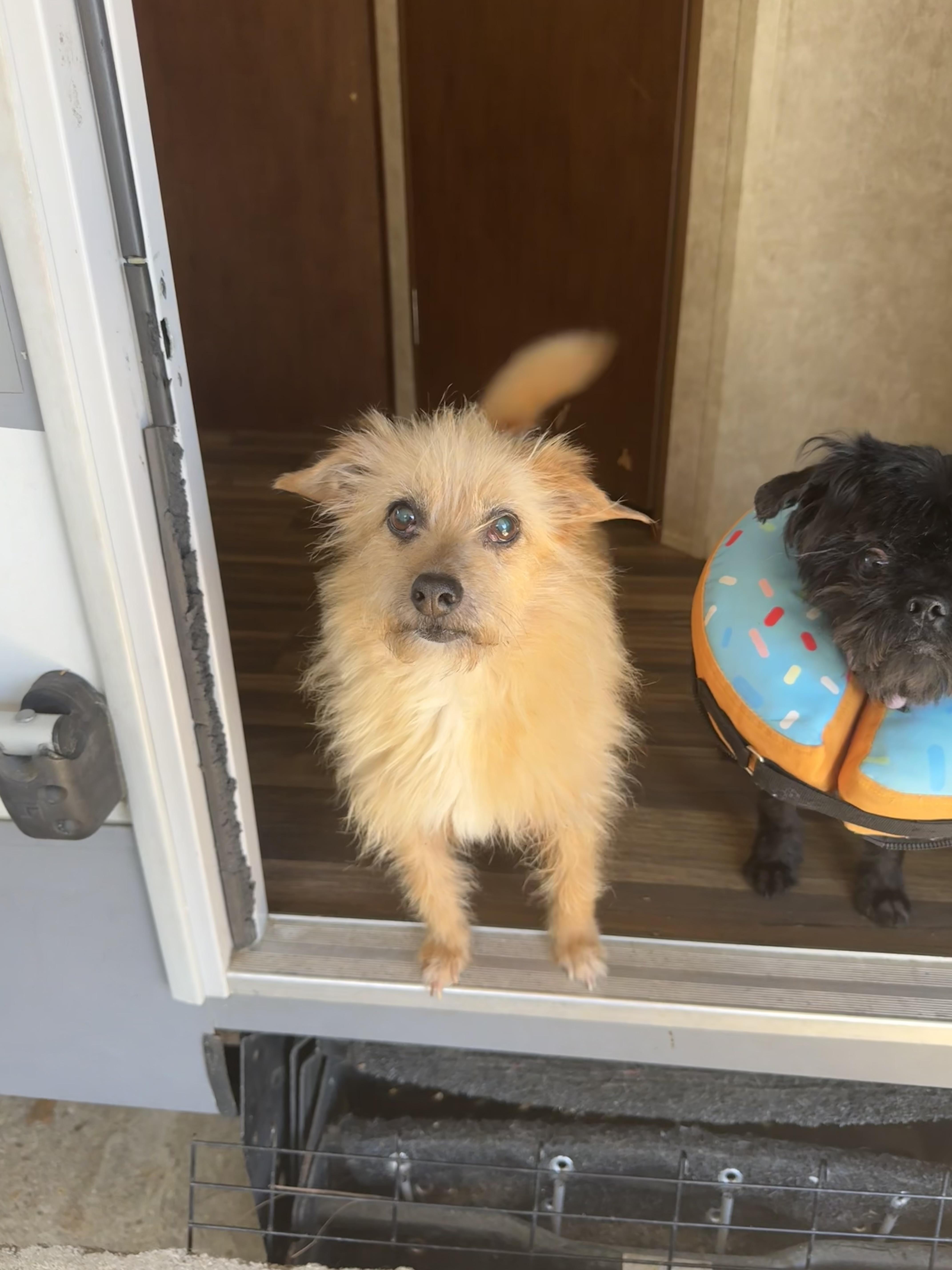 Beauty, ADOPTABLE, Senior Female Terrier.
