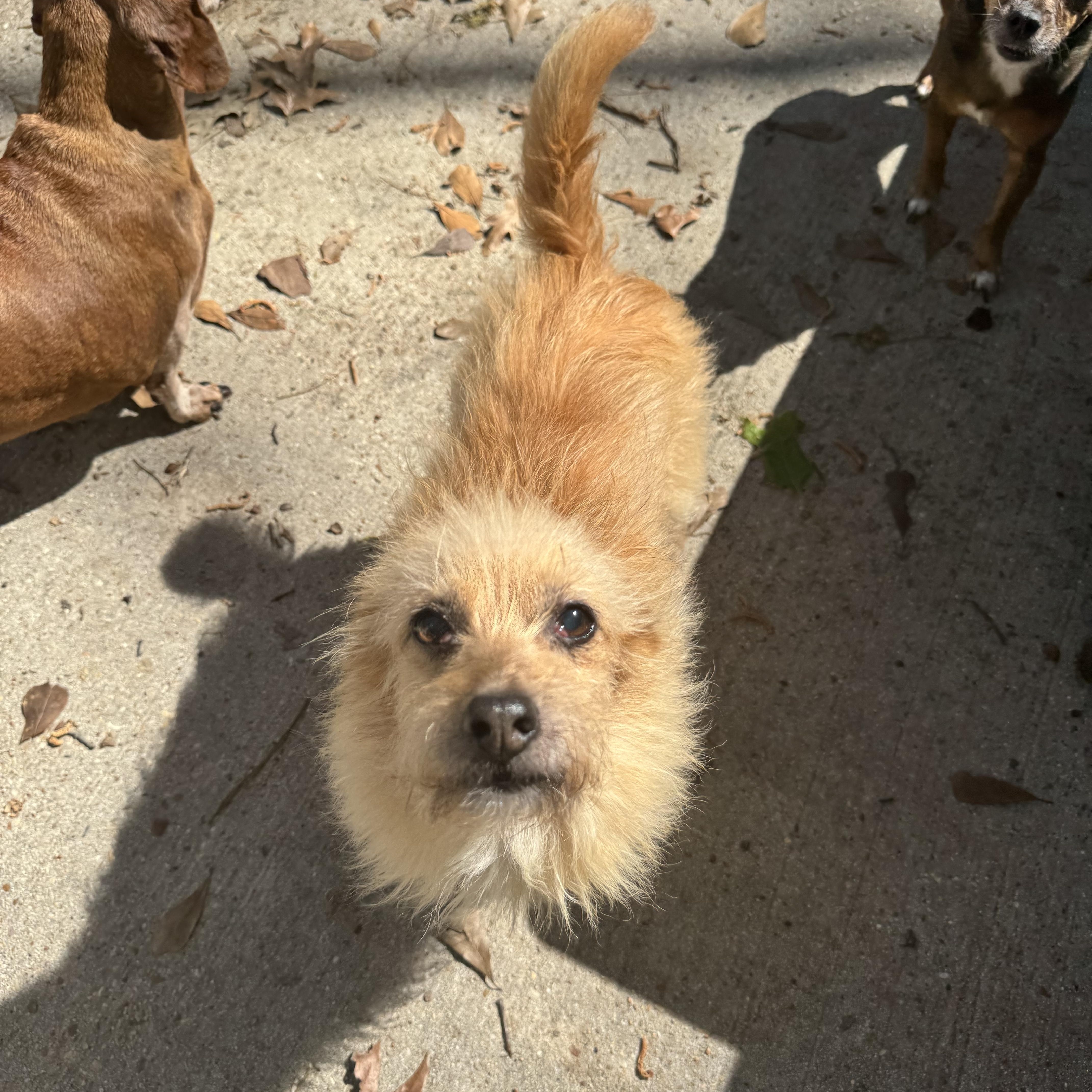 Enlarge Beauty, a ADOPTABLE mixed breed in Baton Rouge, LA image 3/4
