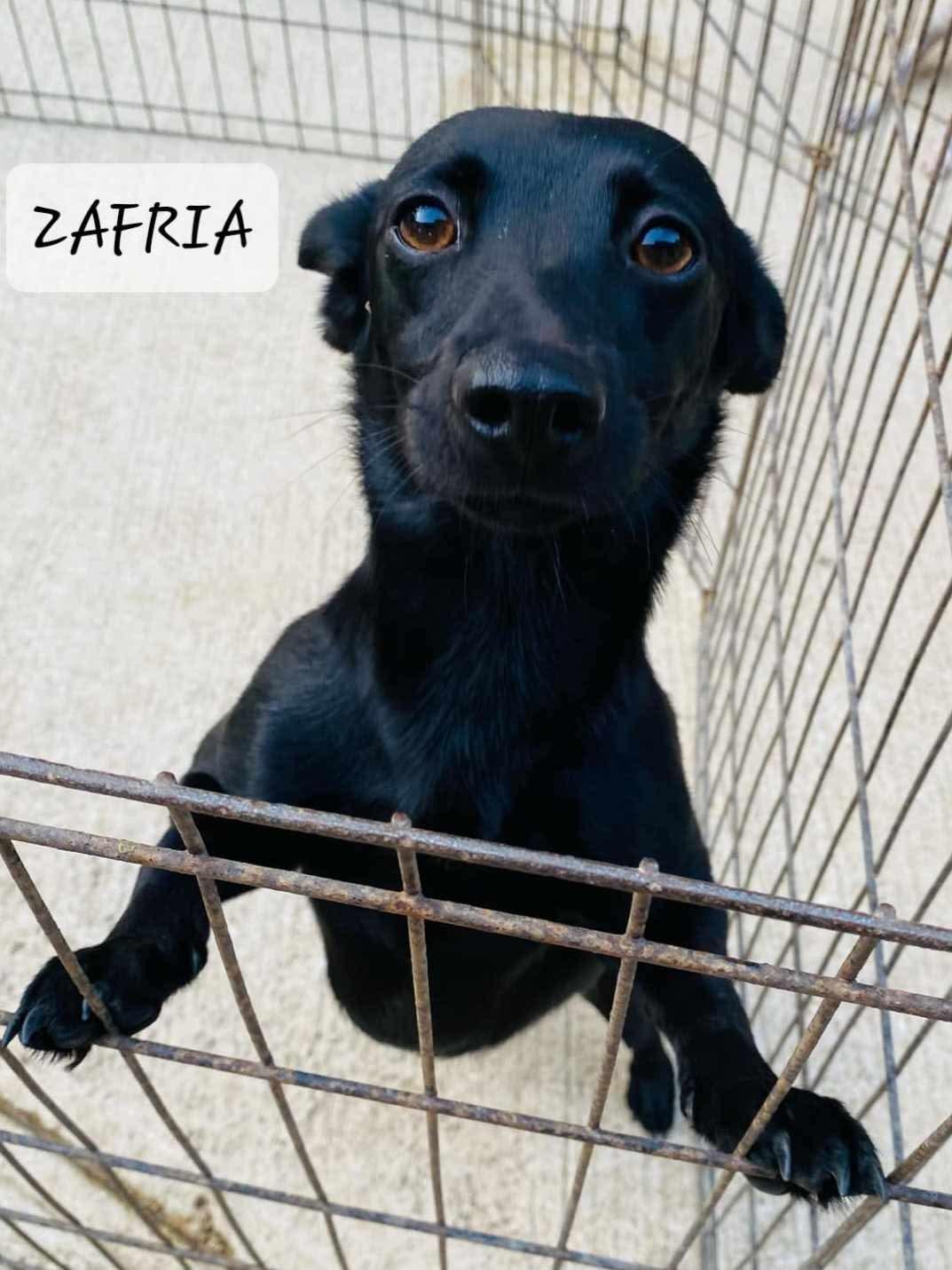 Zafira, an adopted mixed breed in Milford, NH image 4/6