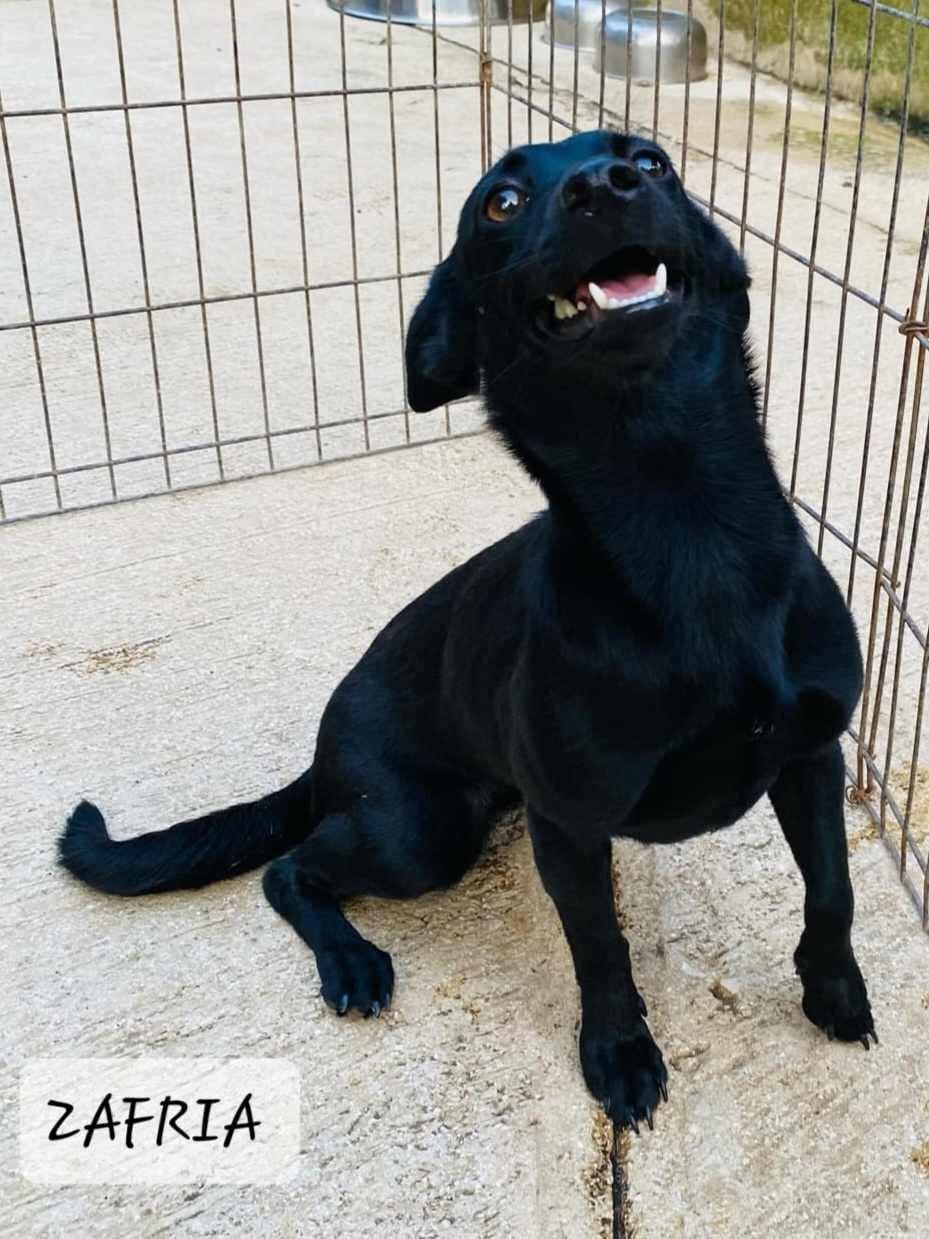 Zafira, an adopted mixed breed in Milford, NH image 5/6