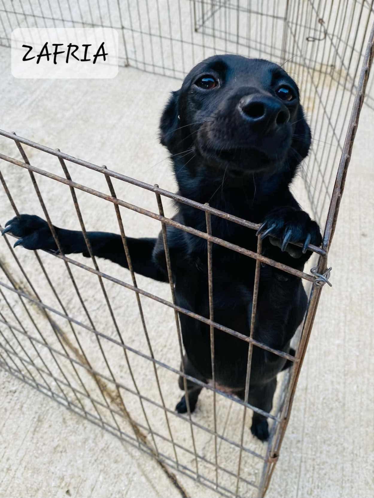 Zafira, adopted, Adult Female Chihuahua.