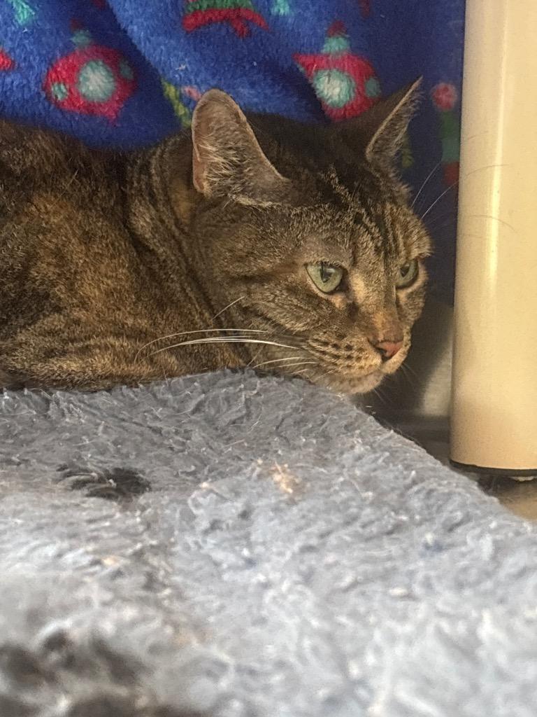 Connie, Adoptable, Senior Female Domestic Short Hair.