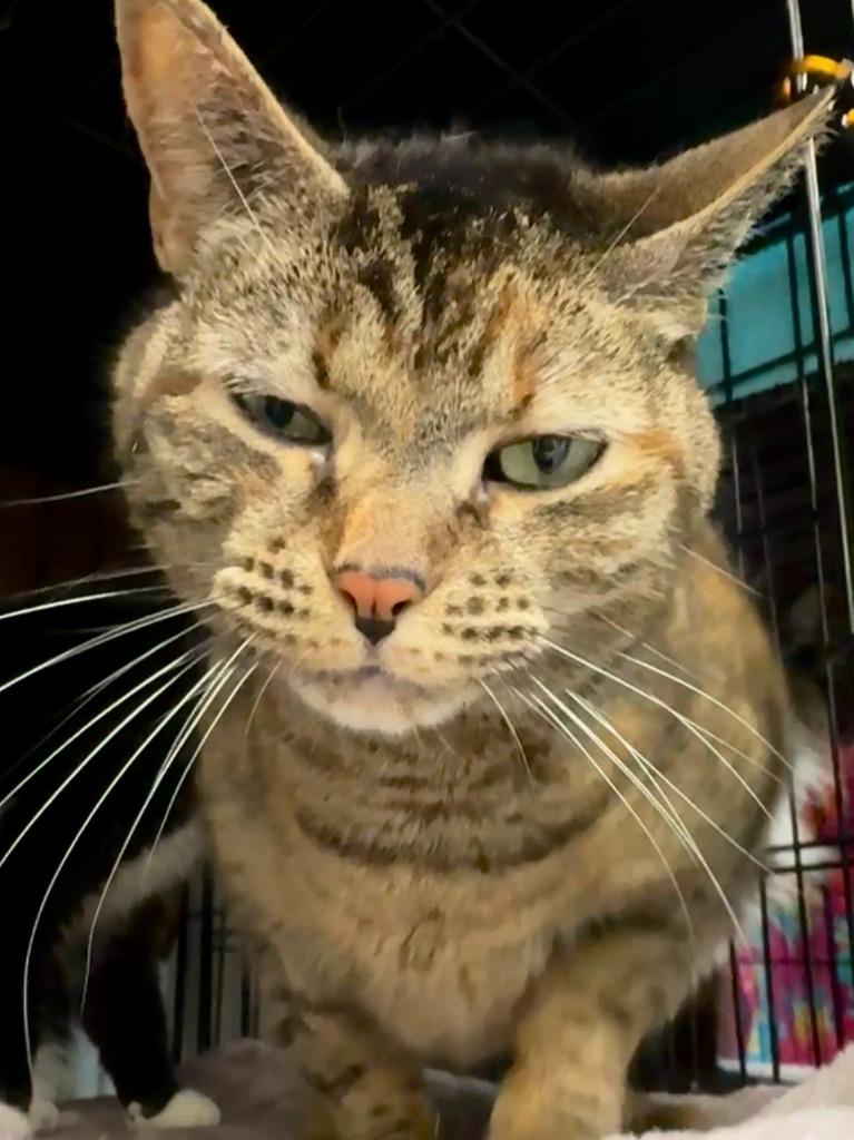 Enlarge Connie, a Adoptable mixed breed in Cumberland, ME image 2/3