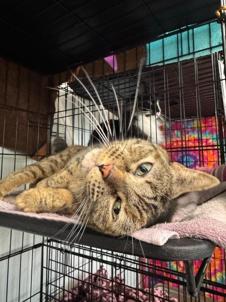 Enlarge Connie, a Adoptable mixed breed in Cumberland, ME image 3/3