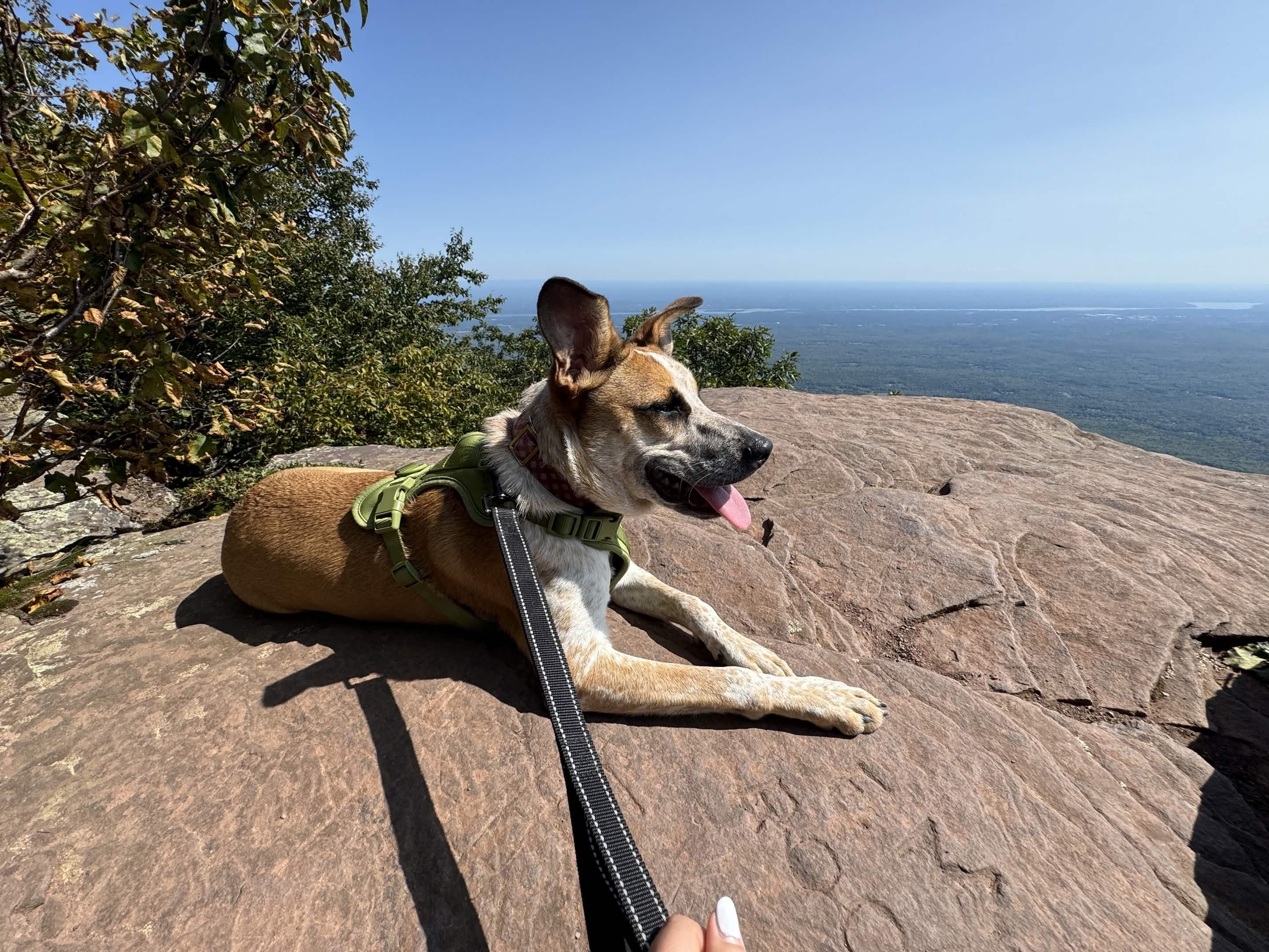 Enlarge Boo, a ADOPTABLE mixed breed in Islip Terrace, NY image 3/5