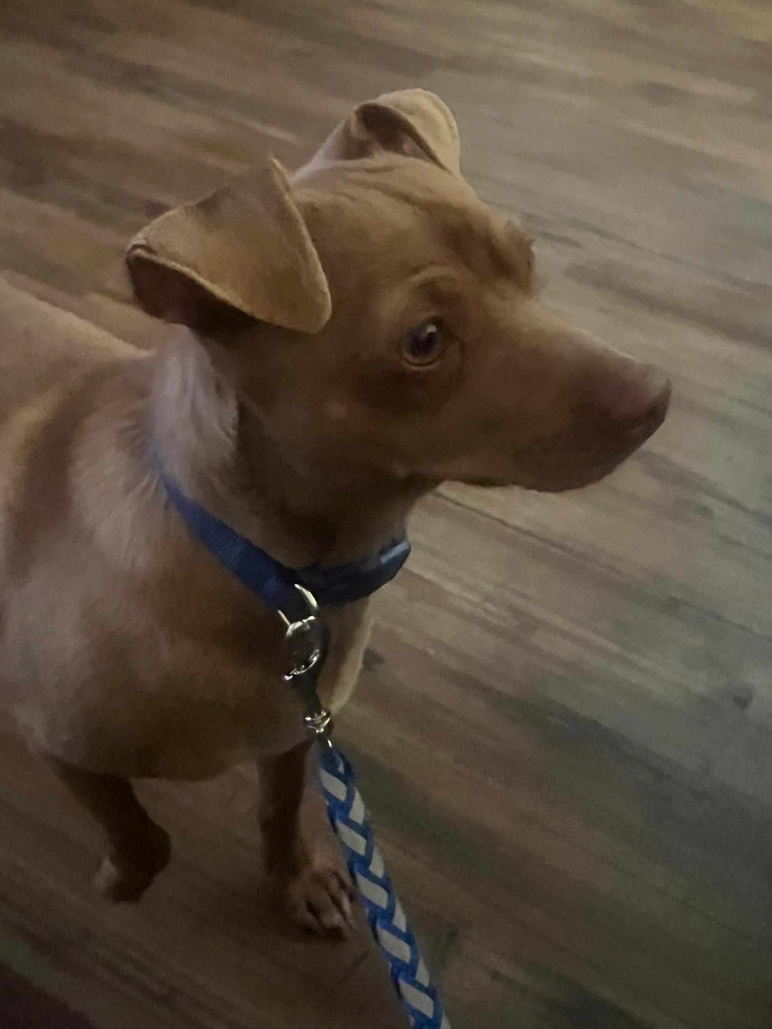 Enlarge Winston (courtesy posting), a ADOPTABLE mixed breed in Austin, TX image 5/5