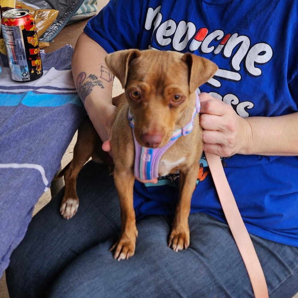 Winston (courtesy posting), ADOPTABLE, Young Male Chihuahua.