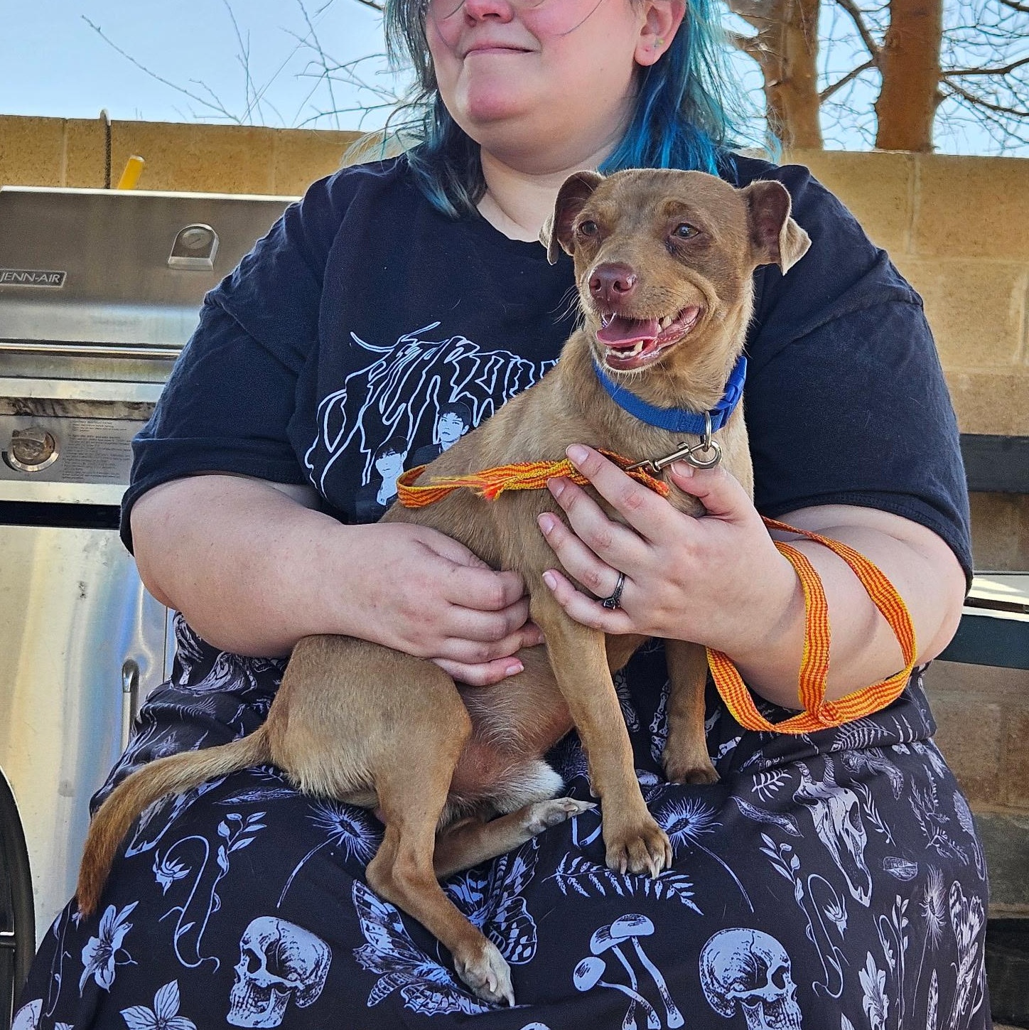 Enlarge Winston (courtesy posting), a ADOPTABLE mixed breed in Austin, TX image 2/5