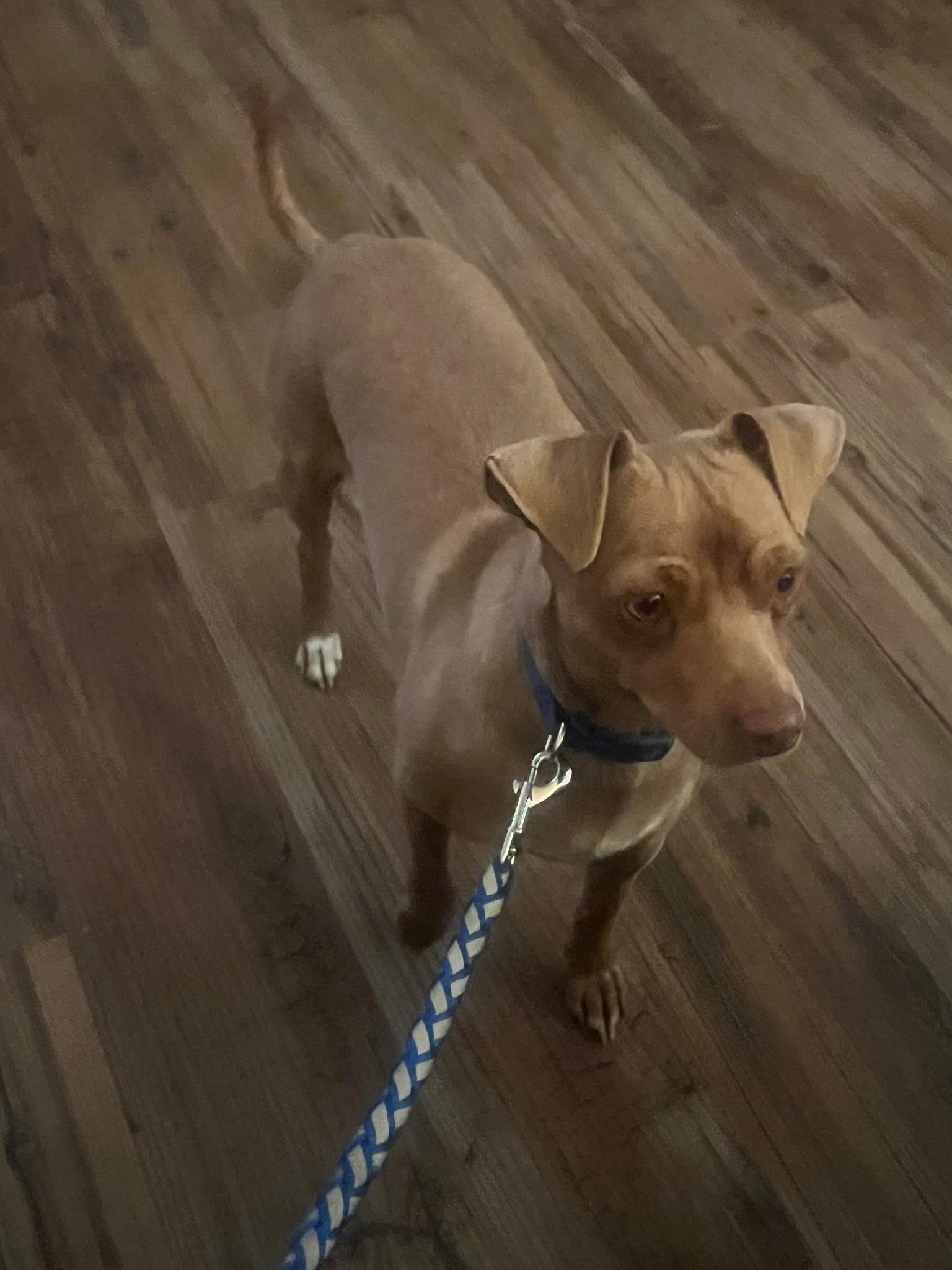 Enlarge Winston (courtesy posting), a ADOPTABLE mixed breed in Austin, TX image 3/5