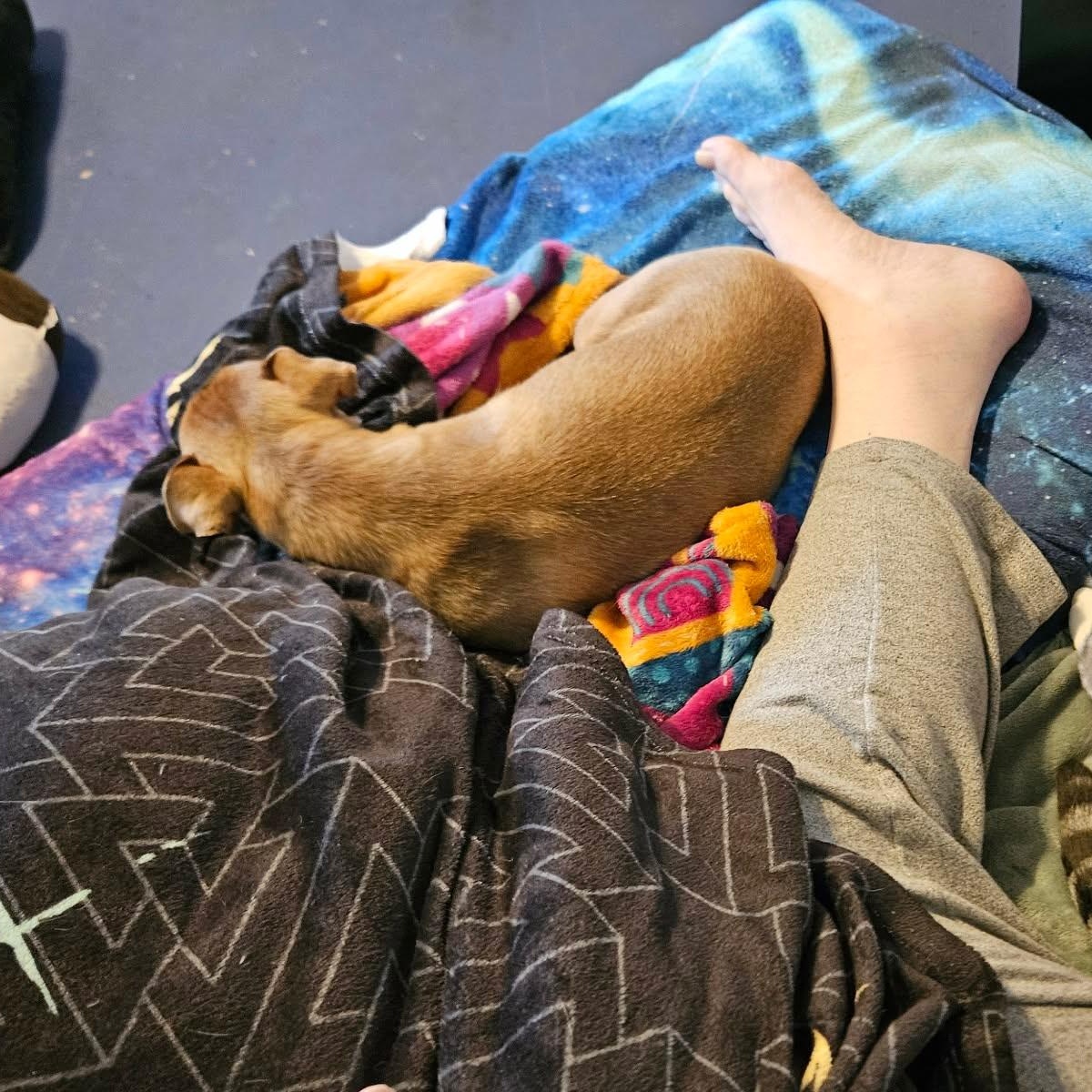 Enlarge Winston (courtesy posting), a ADOPTABLE mixed breed in Austin, TX image 4/5