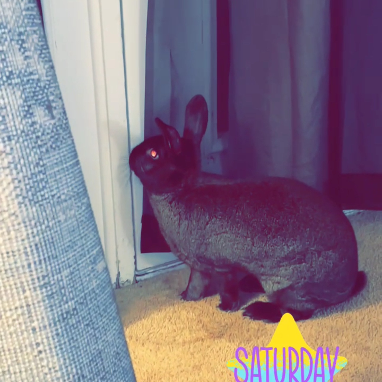 Jenny*, a Adoptable New Zealand in Germantown, MD image 1/6