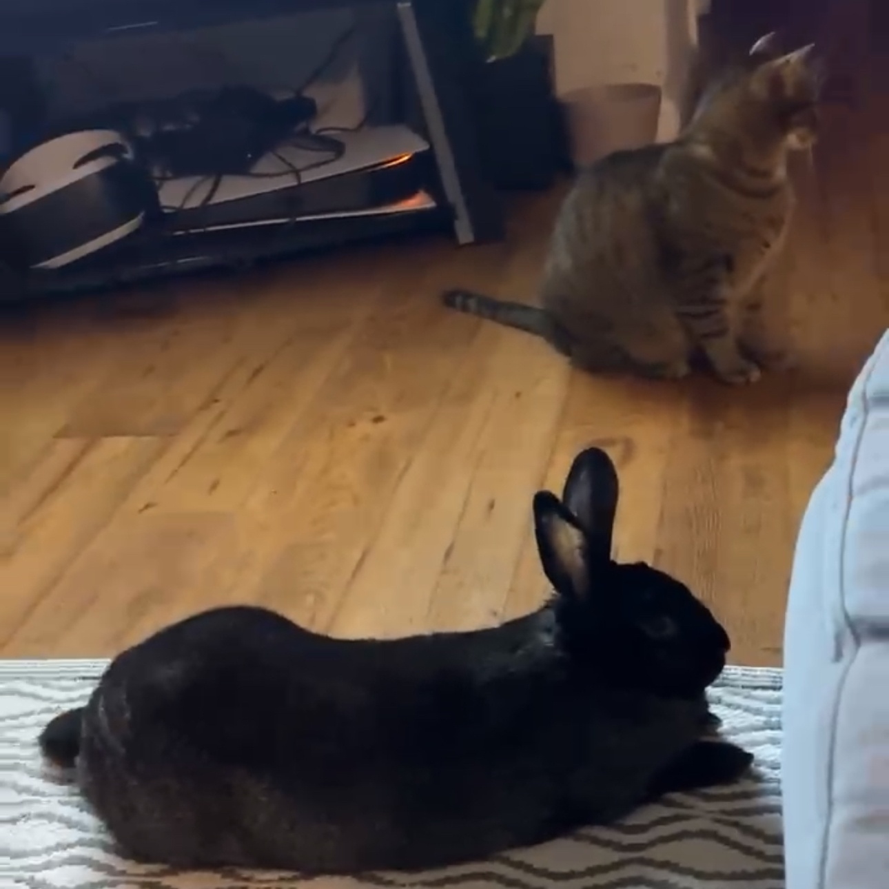 Jenny*, a Adoptable New Zealand in Germantown, MD image 2/6