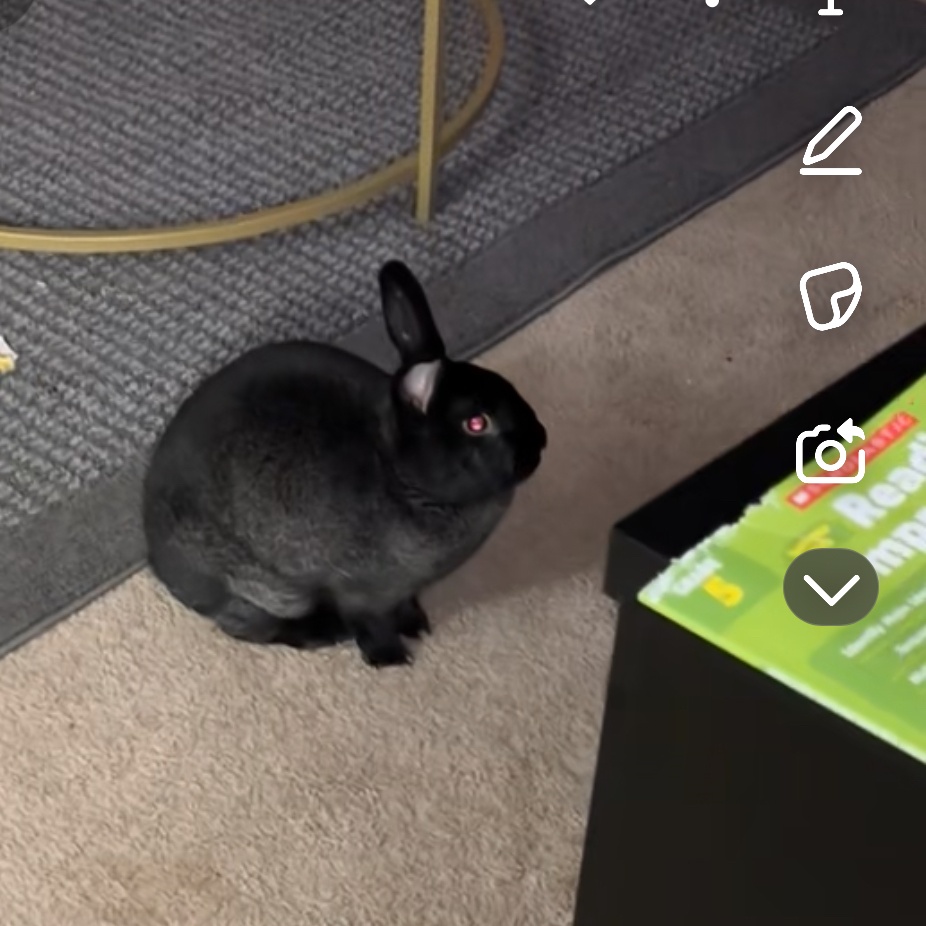 Jenny*, a Adoptable New Zealand in Germantown, MD image 3/6