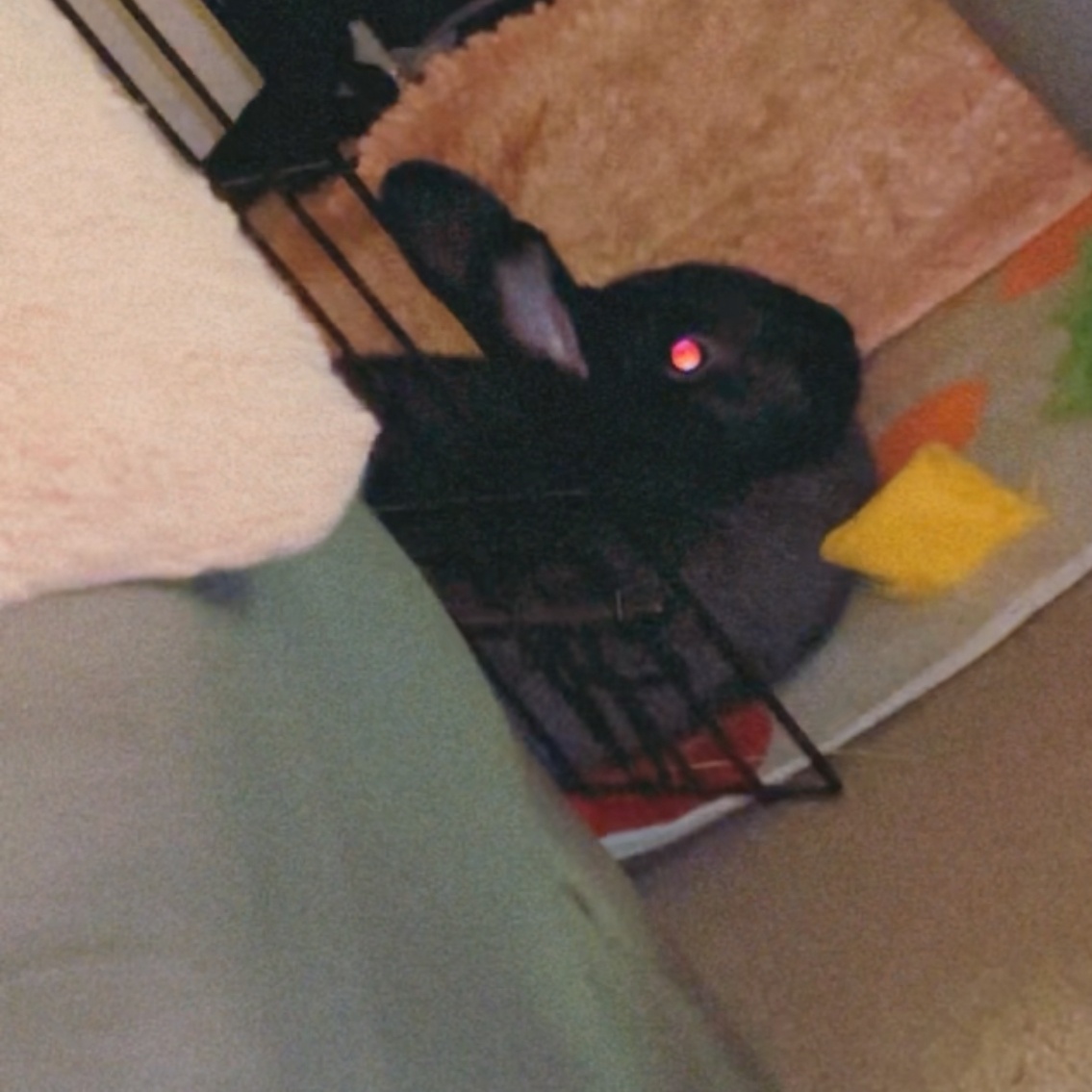 Jenny*, a Adoptable New Zealand in Germantown, MD image 5/6