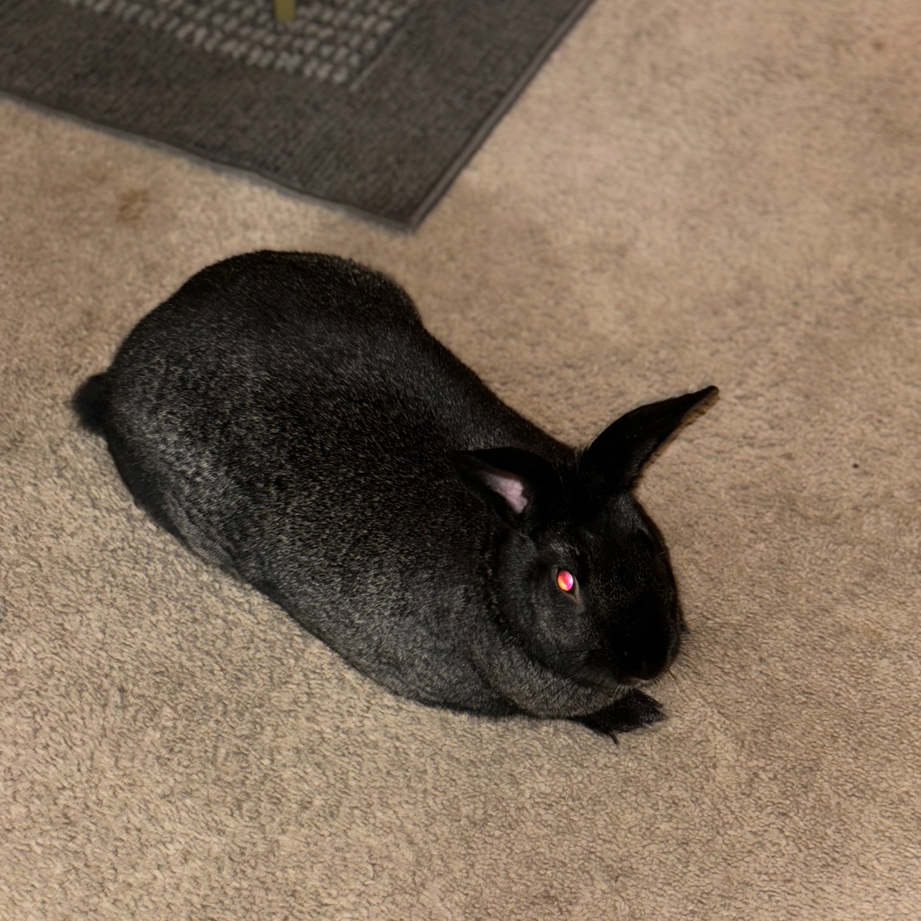 Jenny*, a Adoptable New Zealand in Germantown, MD image 4/6