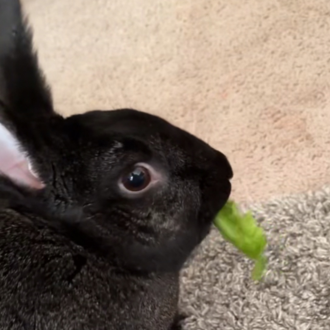 Jenny*, a Adoptable New Zealand in Germantown, MD image 6/6