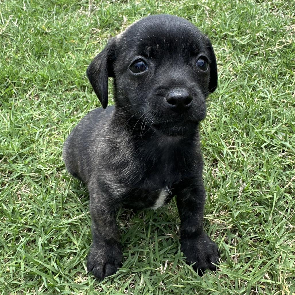 Zi Zi C-34393, a Adoptable Chihuahua in Oklahoma City, OK image 3/5