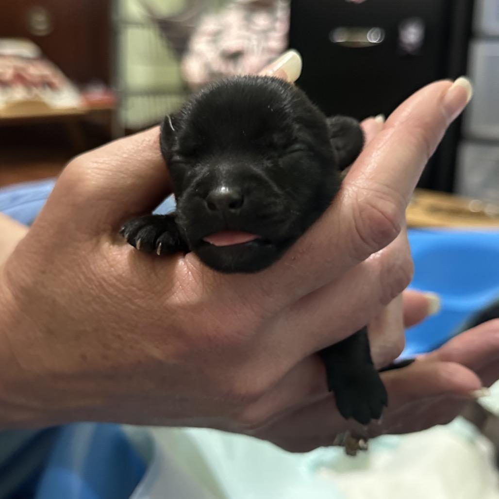 Zi Zi C-34393, a Adoptable Chihuahua in Oklahoma City, OK image 5/5