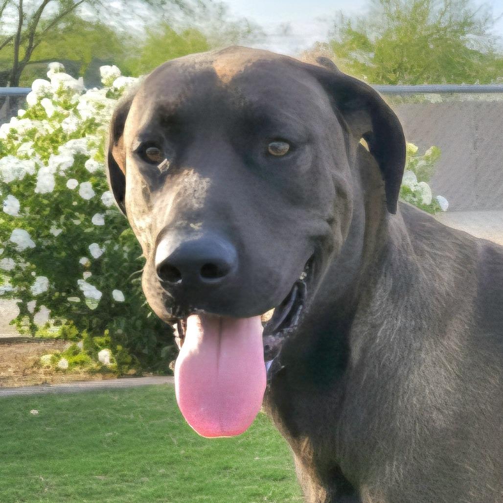 Cooper, Adoptable, Adult Male Great Dane & Great Pyrenees.