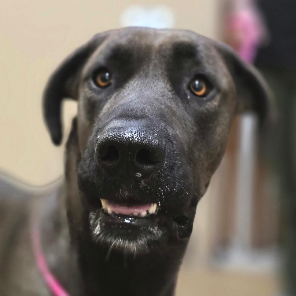 Enlarge Cooper, a Adoptable mixed breed in Wickenburg, AZ image 2/5