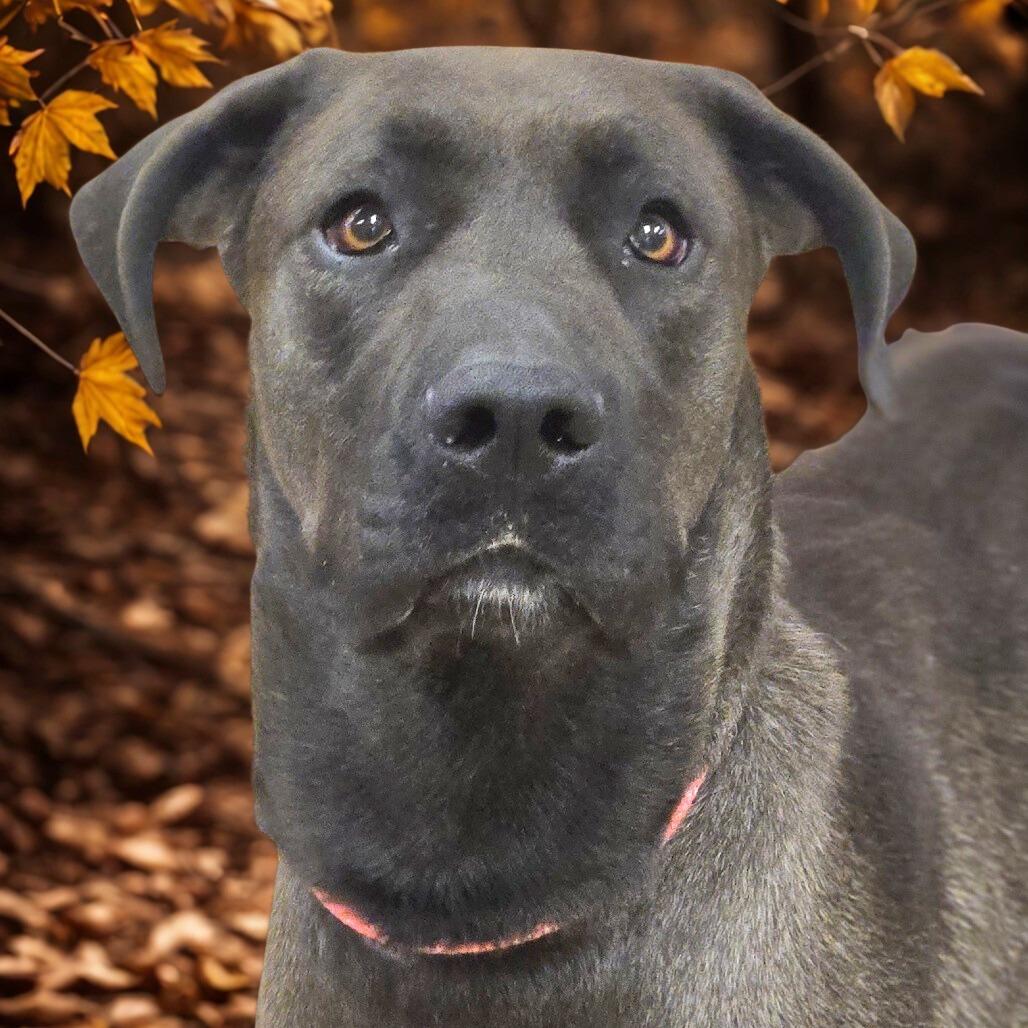 Enlarge Cooper, a Adoptable mixed breed in Wickenburg, AZ image 3/5