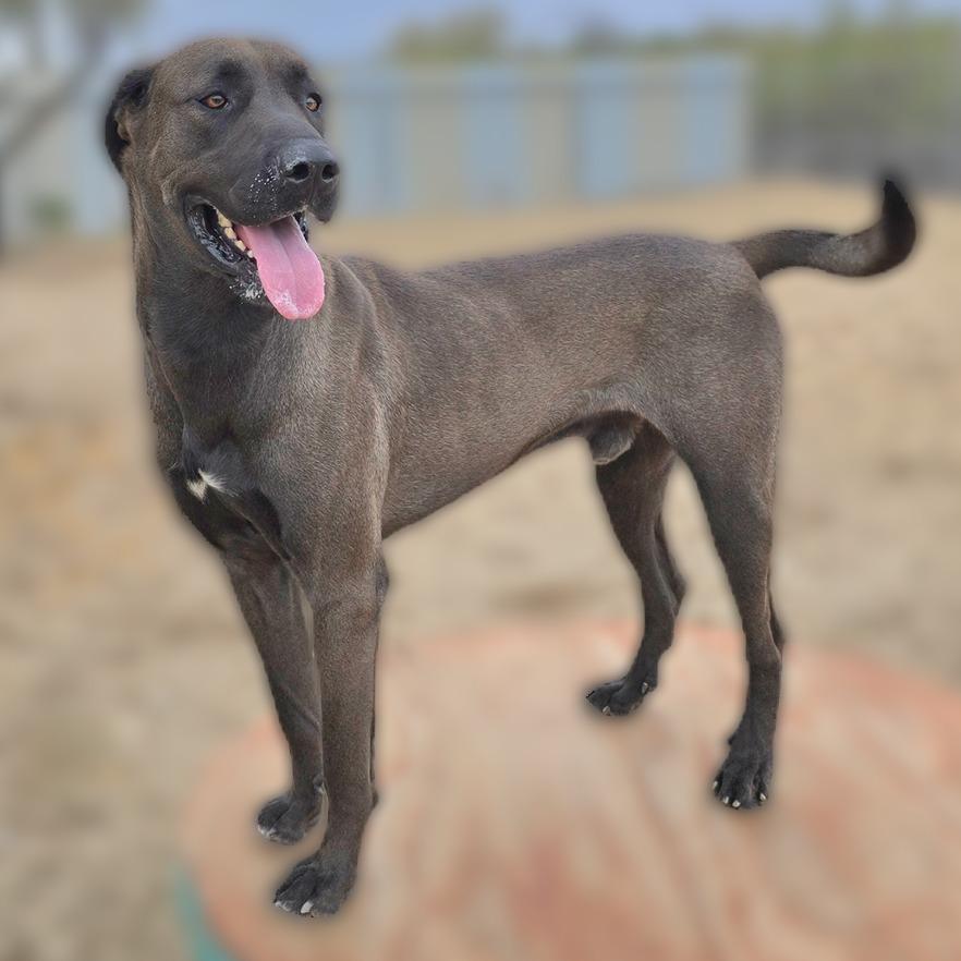 Enlarge Cooper, a Adoptable mixed breed in Wickenburg, AZ image 4/5