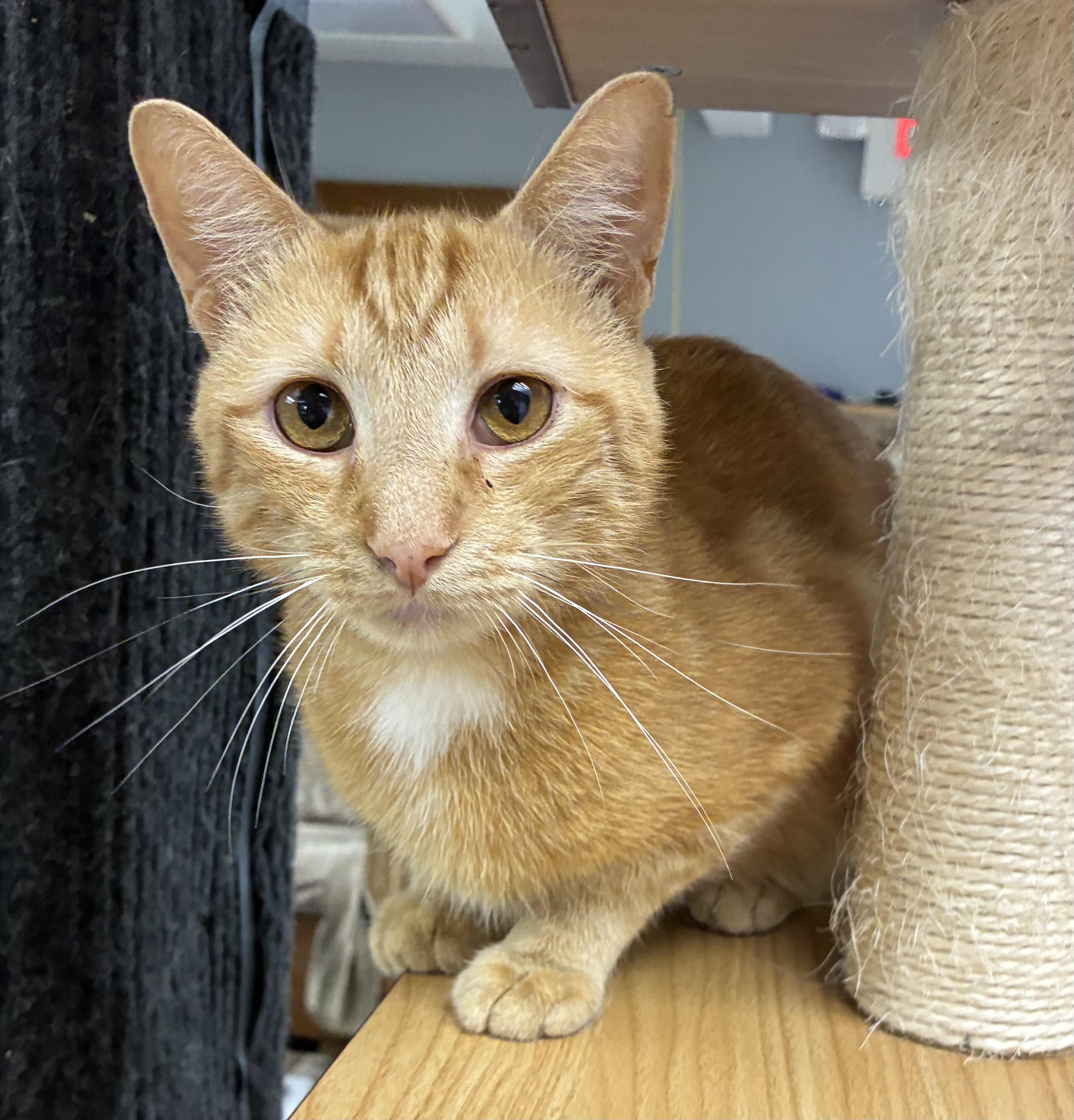 Doug Dimmadone, a ADOPTABLE Domestic Short Hair in Breinigsville, PA image 1/3