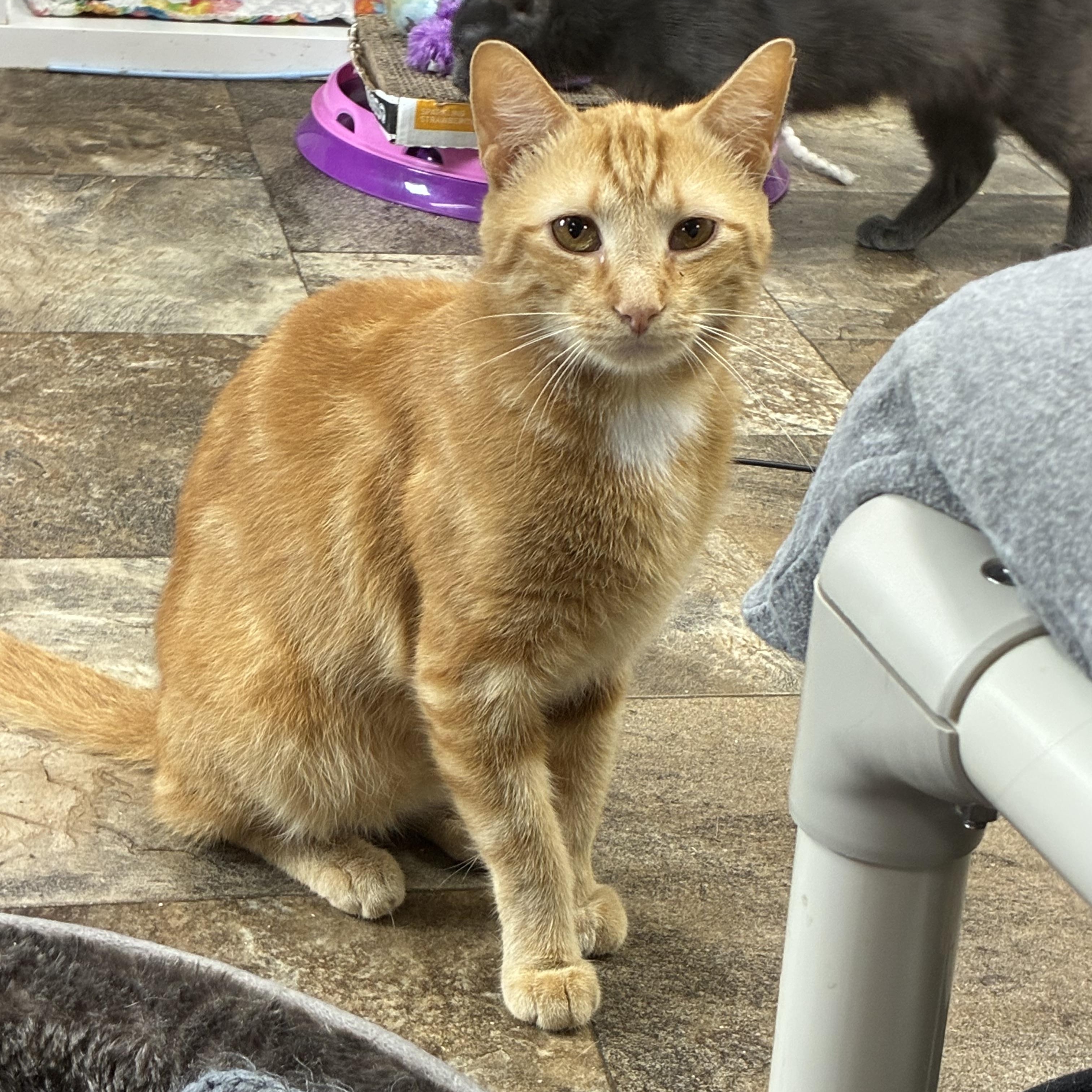 Doug Dimmadone, a ADOPTABLE Domestic Short Hair in Breinigsville, PA image 3/3