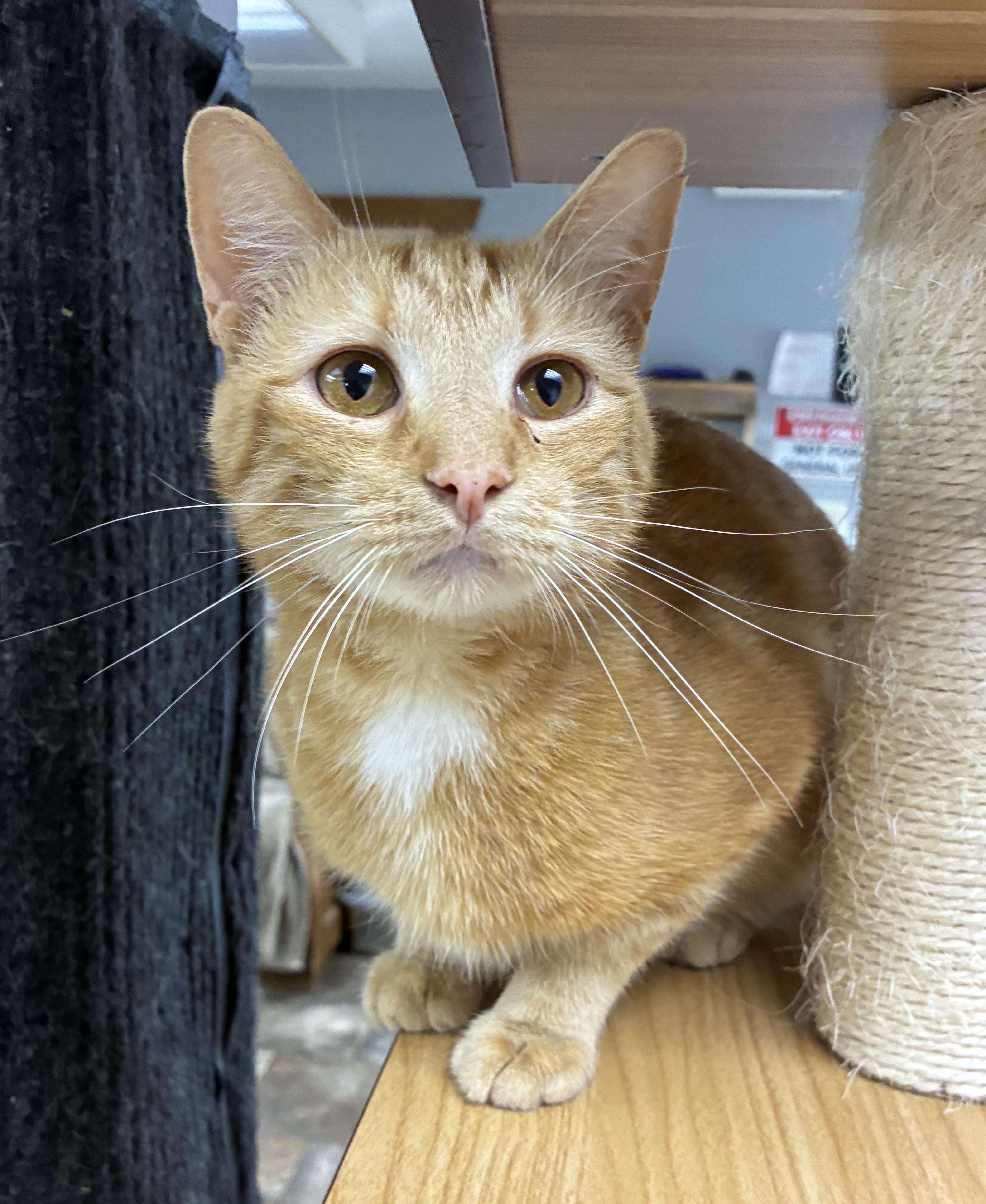 Doug Dimmadone, a ADOPTABLE Domestic Short Hair in Breinigsville, PA image 2/3