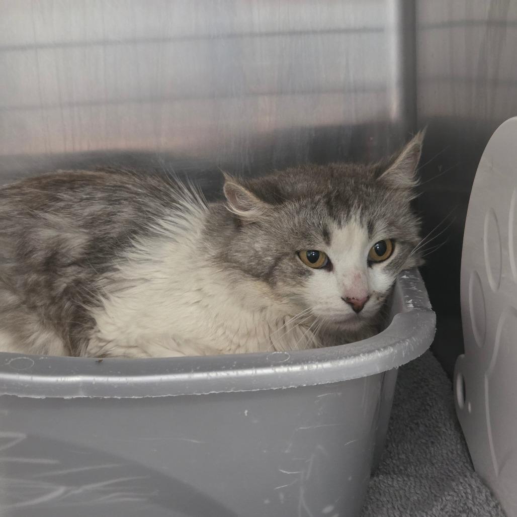 Enlarge Bodhi, a Adoptable Domestic Medium Hair in Port Charlotte, FL image 1/2