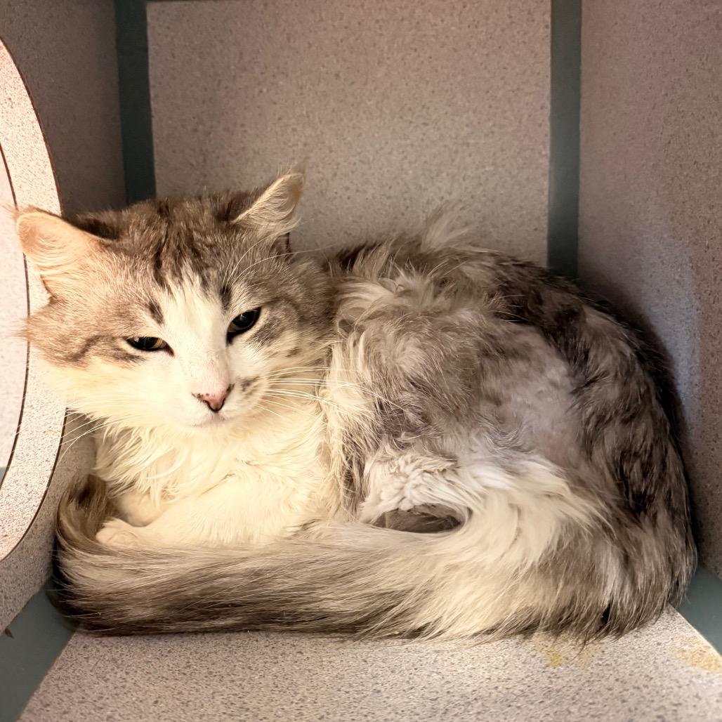 Enlarge Bodhi, a Adoptable Domestic Medium Hair in Port Charlotte, FL image 2/2