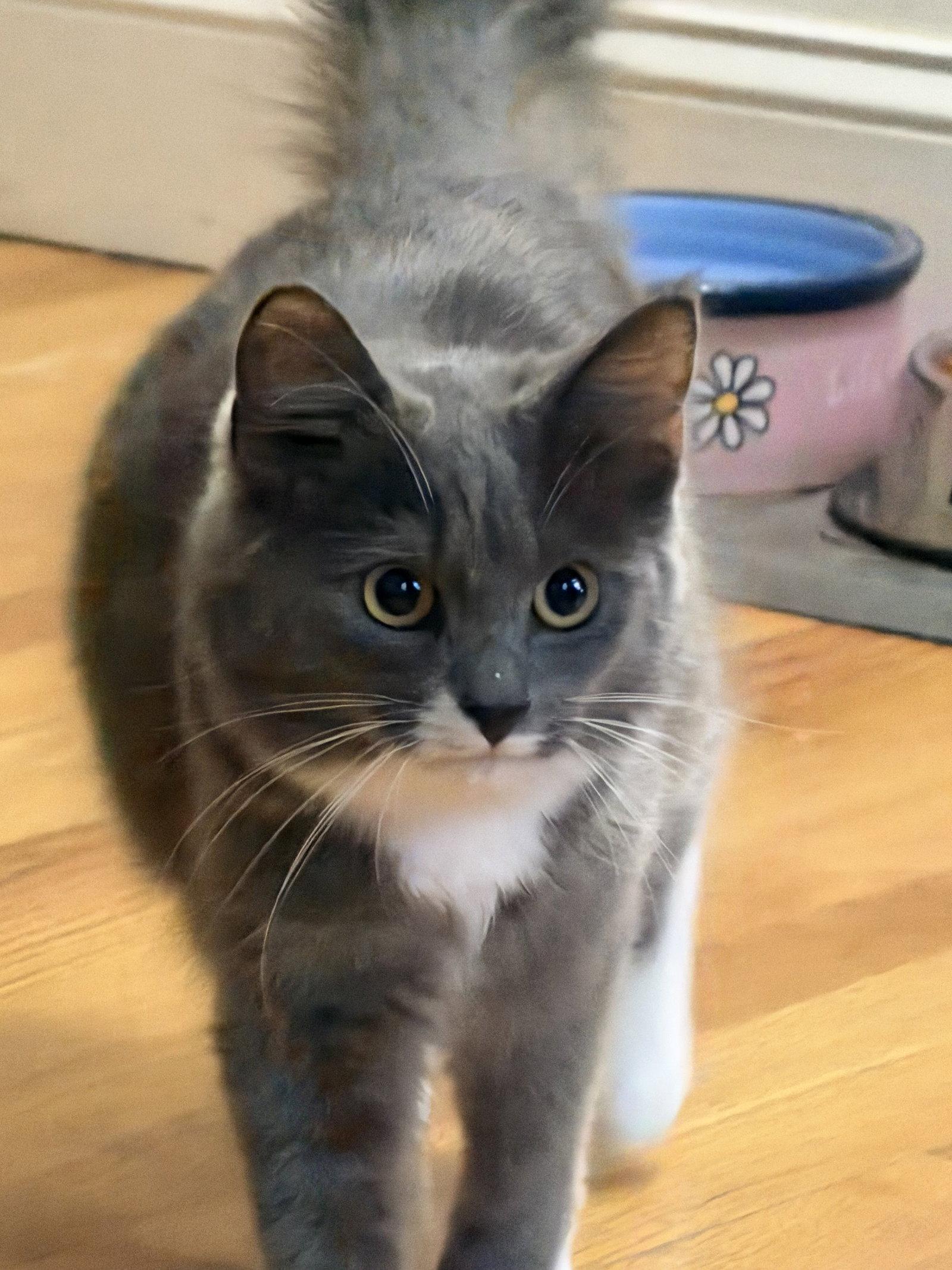 Lyla, Adopted, Young Female Domestic Long Hair.