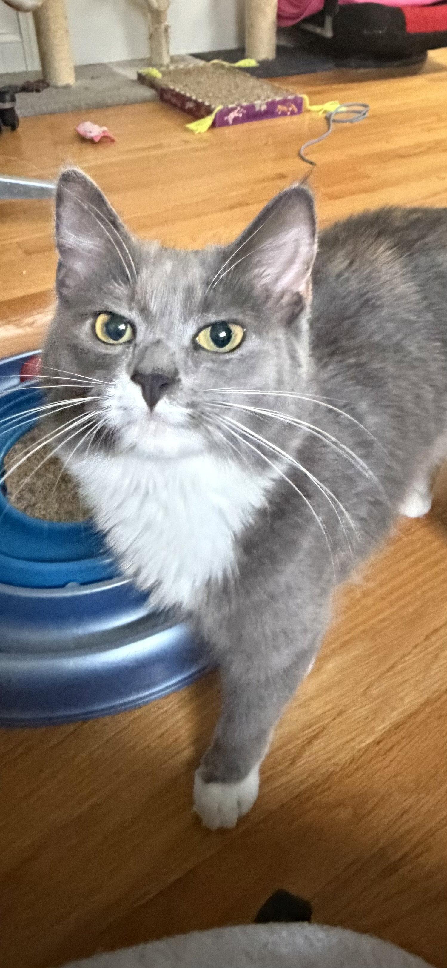 Enlarge Lyla, a Adopted Domestic Long Hair in East Derry, NH image 2/3