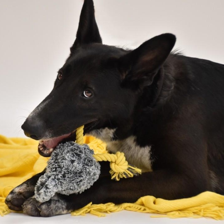 Hardy, Adult Male German Shepherd Dog