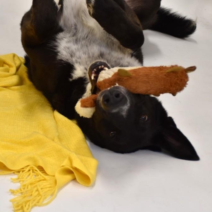 Hardy, a Adoptable mixed breed in Sandy Hook, CT image 2/6