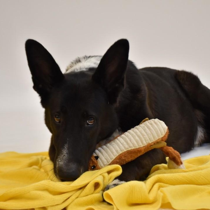 Hardy, a Adoptable mixed breed in Sandy Hook, CT image 3/6