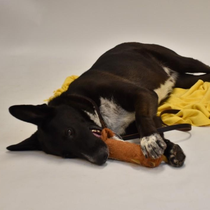 Hardy, a Adoptable mixed breed in Sandy Hook, CT image 4/6