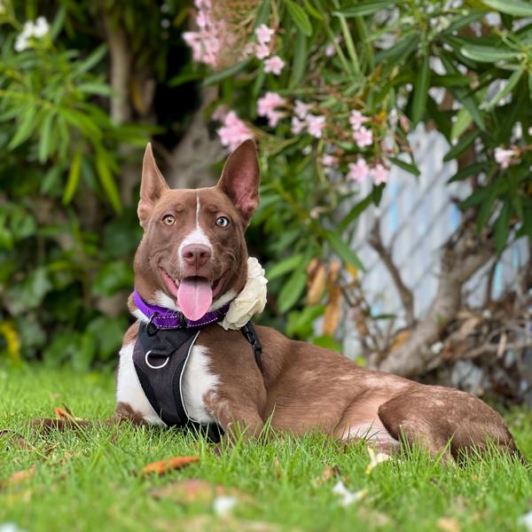 Enlarge Monica, a Adoptable mixed breed in Vallejo, CA image 4/6