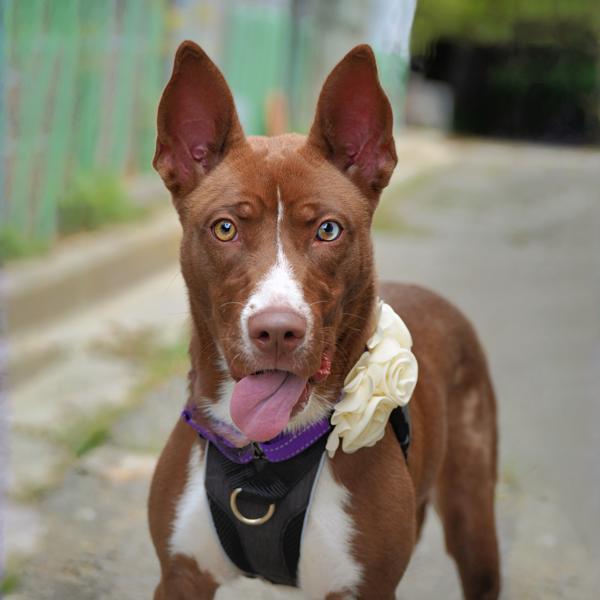Monica, Adoptable, Adult Female Siberian Husky.
