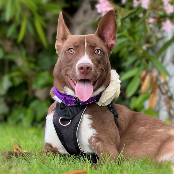 Enlarge Monica, a Adoptable mixed breed in Vallejo, CA image 2/6