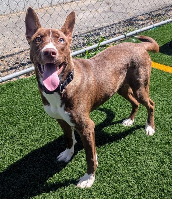 Enlarge Monica, a Adoptable mixed breed in Vallejo, CA image 3/6