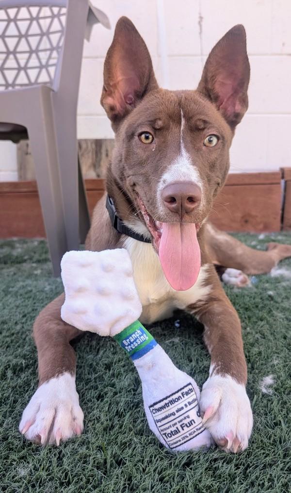 Enlarge Monica, a Adoptable mixed breed in Vallejo, CA image 4/6