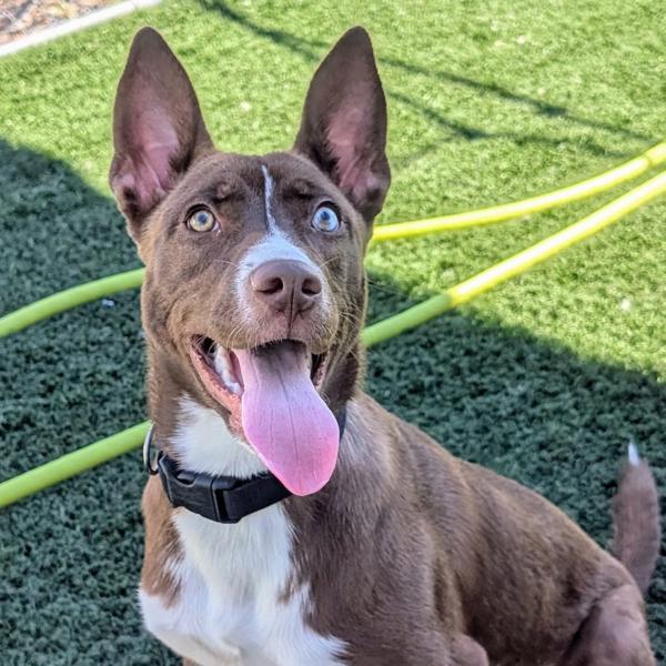 Enlarge Monica, a Adoptable mixed breed in Vallejo, CA image 6/6