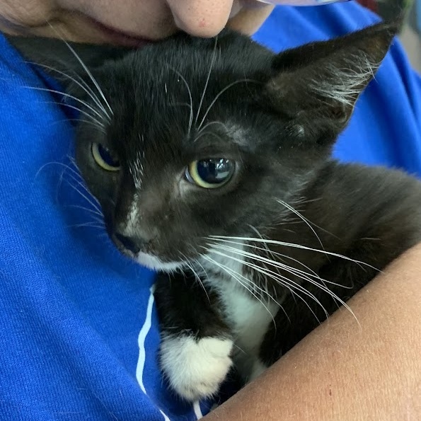 Enlarge Valerie, a Adoptable Tuxedo in Hawley, PA image 1/4