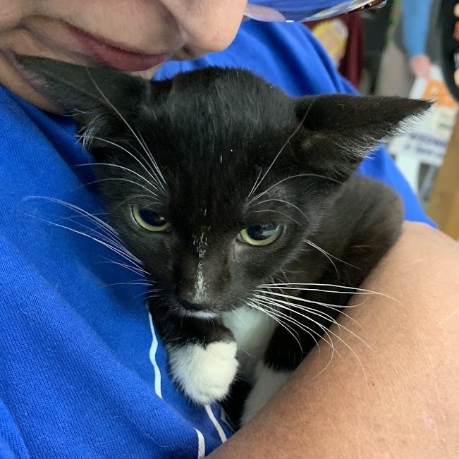 Enlarge Valerie, a Adoptable Tuxedo in Hawley, PA image 4/4