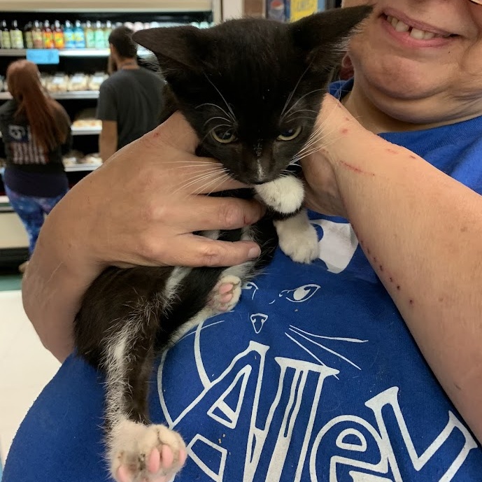 Enlarge Valerie, a Adoptable Tuxedo in Hawley, PA image 2/4