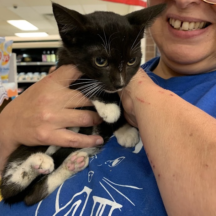 Enlarge Valerie, a Adoptable Tuxedo in Hawley, PA image 3/4