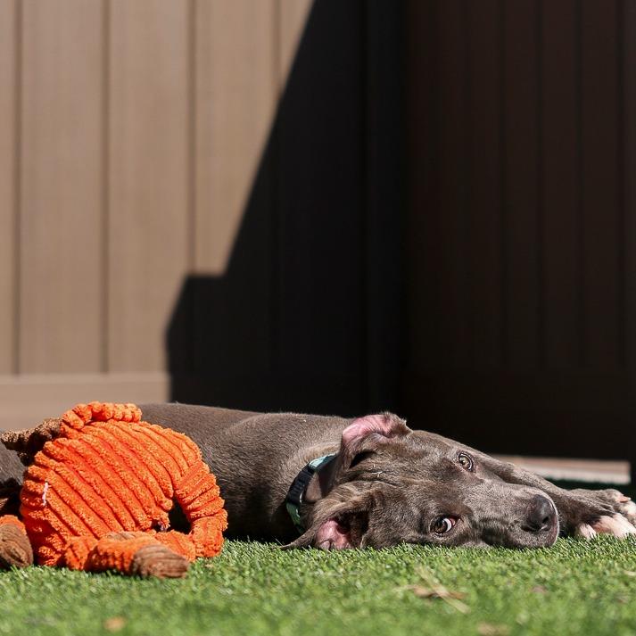 Little Boy Blue, Adoptable, Puppy Male Mixed Breed.