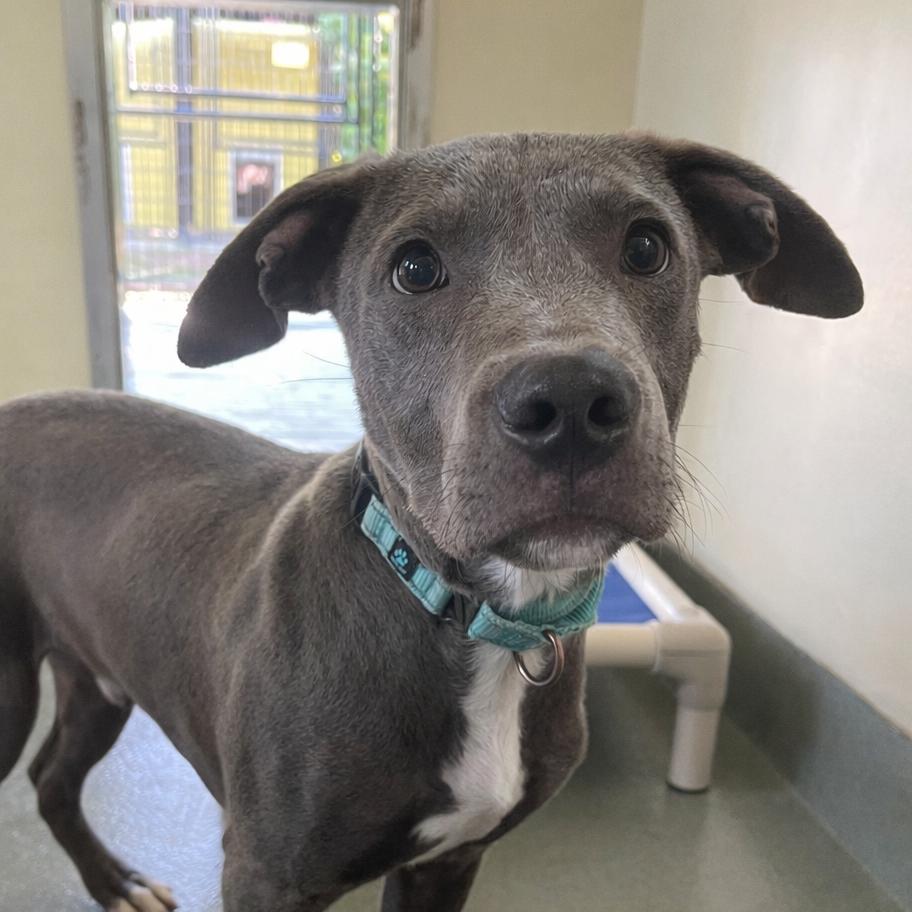 Enlarge Little Boy Blue, a Adoptable Mixed Breed in Bradenton, FL image 2/4